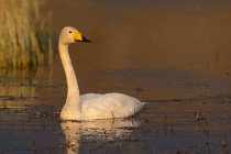 Singschwan