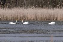 Singschwan