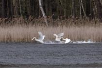 Singschwan