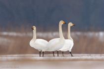Singschwan