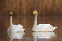 Singschwan