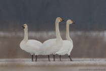 Singschwan