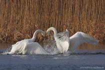 Singschwan