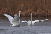 Singschwan