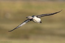 Sterntaucher