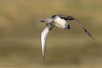 Sterntaucher