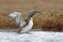 Sterntaucher