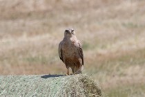 Adlerbussard