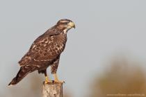 Maeusebussard