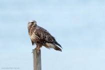 Raufussbussard