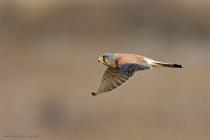 Turmfalke