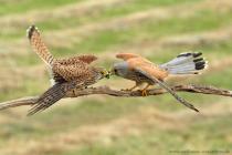 Turmfalke