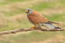 Turmfalke