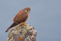 Turmfalke