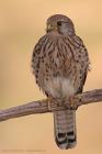 Turmfalke