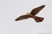 Turmfalke