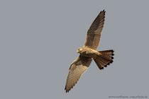 Turmfalke