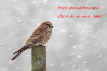 Turmfalke