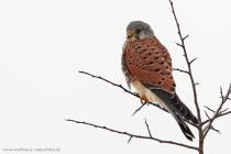 Turmfalke