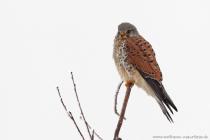 Turmfalke
