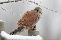 Turmfalke