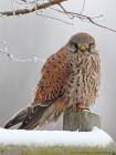 Turmfalke