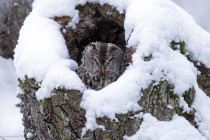Waldkauz