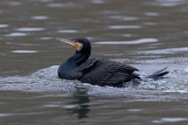 Kormoran