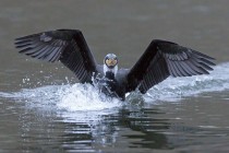 Kormoran
