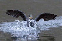 Kormoran