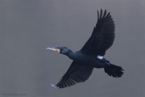 Kormoran