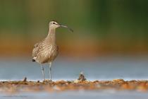 Regenbrachvogel
