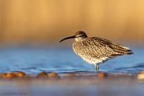 Regenbrachvogel