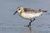Sanderling