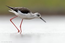 Stelzenlaeufer