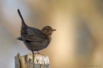 Amsel
