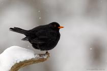 Amsel