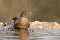 Amsel