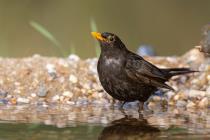 Amsel