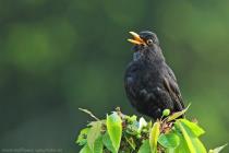 Amsel