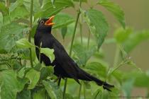 Amsel