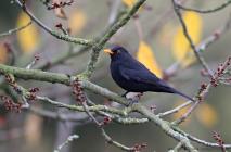 Amsel