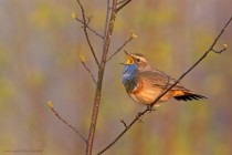 Blaukehlchen