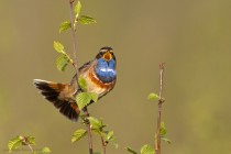 Blaukehlchen