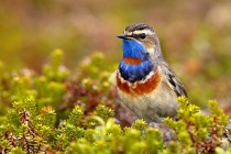 Blaukehlchen
