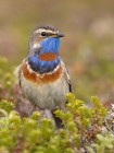 Blaukehlchen