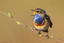 Blaukehlchen