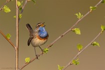 Blaukehlchen