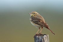 Brachpieper