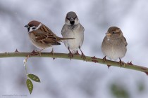 Haussperling